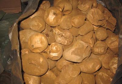 東北馬勃 灰馬勃 野生資源 黑龍江省 數(shù)量稀少